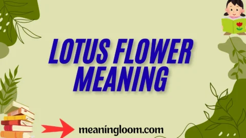 lotus flower meaning